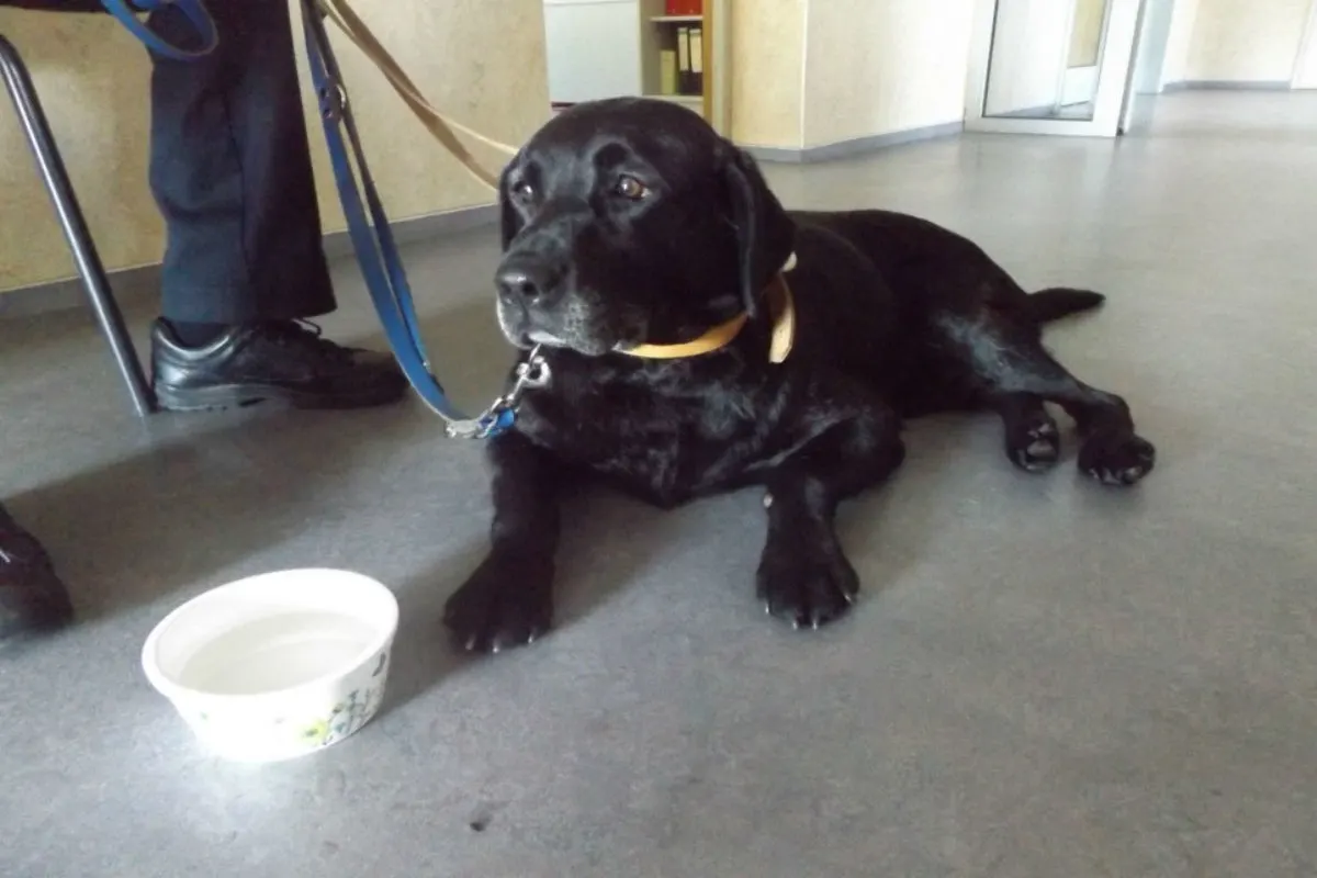 Stolpe MV - Hund auf der Autobahn gefunden