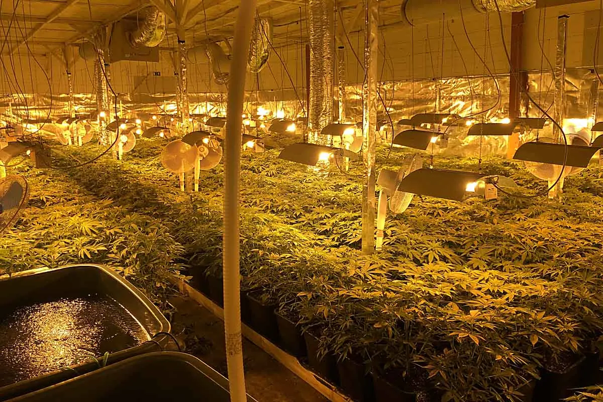 Polizeieinsatz in Oldenburg - Festnahme des Betreibers einer professionellen Cannabis-Plantage