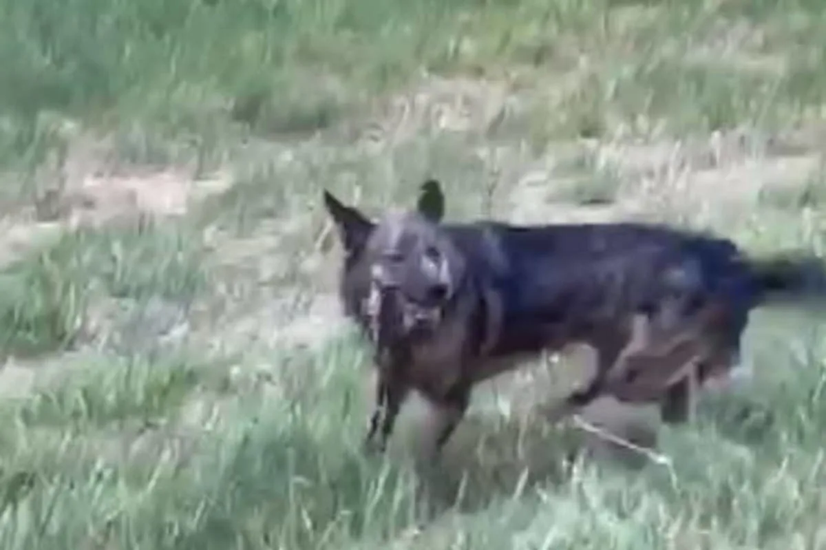 Wiesloch – Unbekannter Hund geht auf Reh los