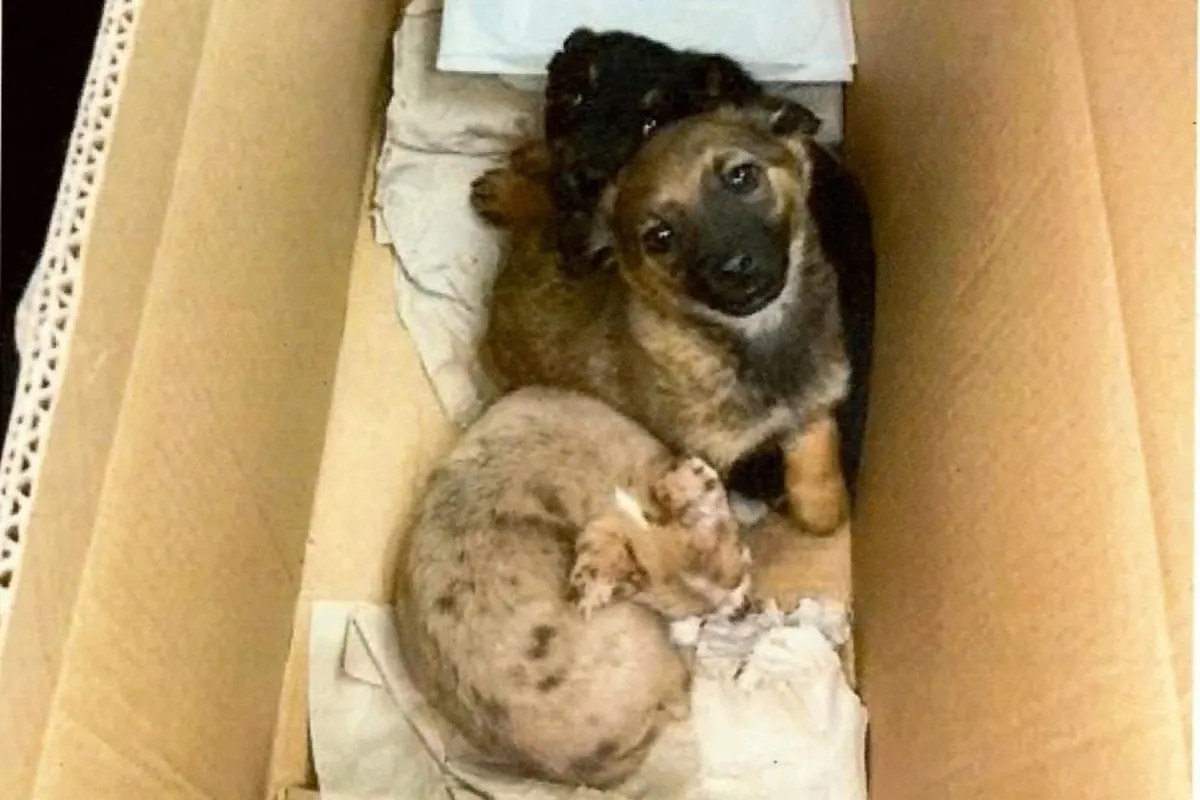 Wernberg-Köblitz – Drei Hundewelpen im Karton geschmuggelt