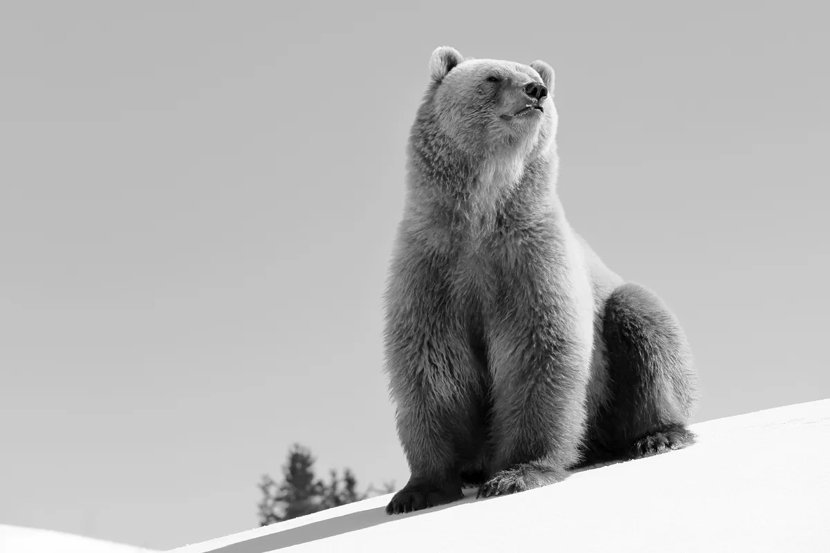 Arosa GR - Bär Napa, der erste Bewohner vom Arosa Bärenland, hat uns heute im Alter von 14 Jahren verlassen