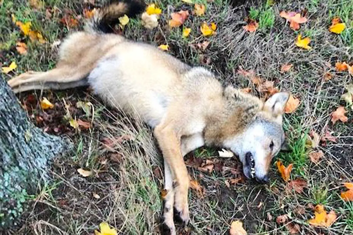 Tierische Tragödie in Barnstorf -  Schwerer Unfall mit Wolf  