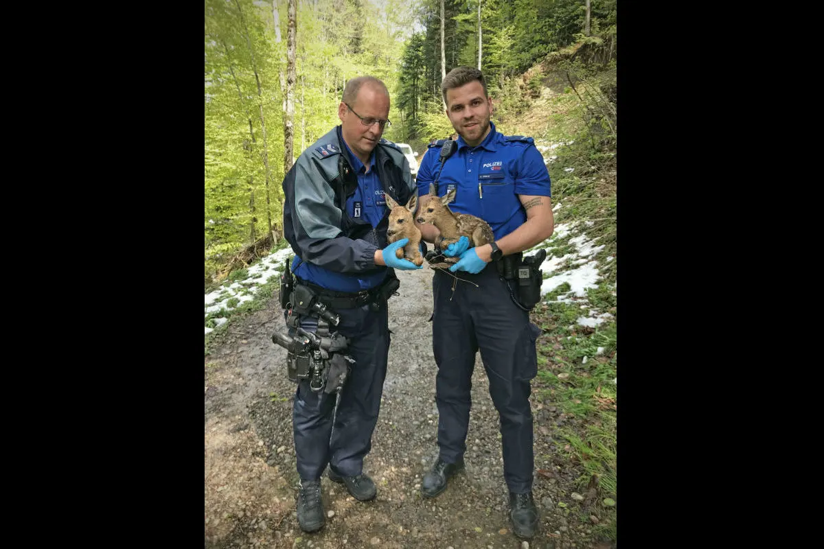 St. Gallen SG - Rehkitze purzeln nach Geburt Böschung hinunter