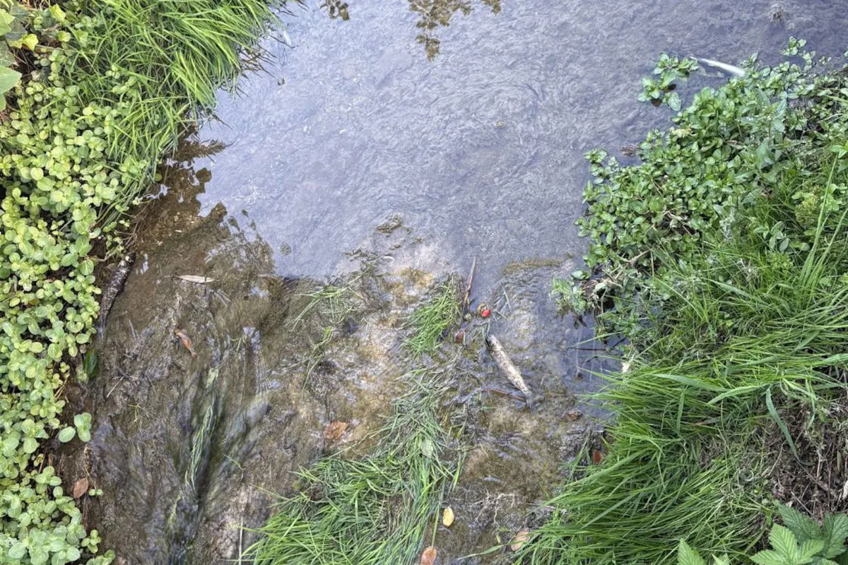 Ein kleiner, klarer Bach fließt durch eine üppige Vegetation an beiden Uferseiten. Gras und dichte Pflanzen säumen das Ufer.