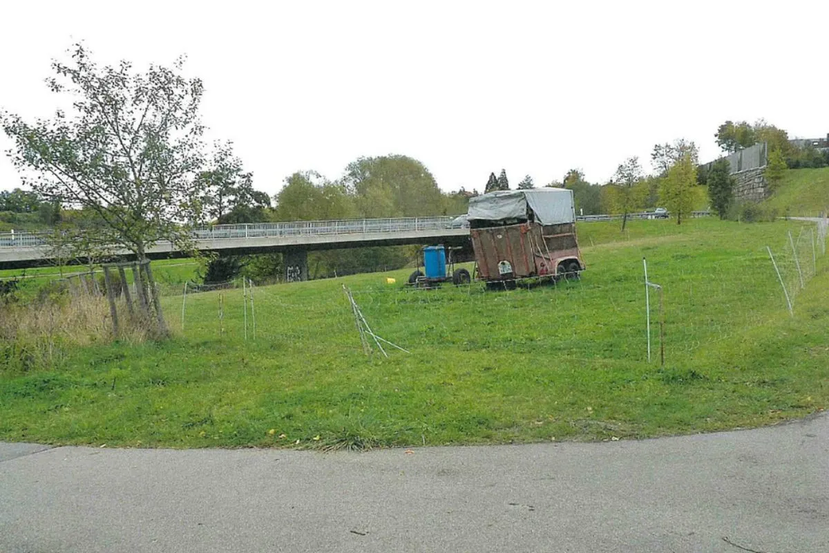 Leonberg-Eltingen - Schaf auf der Weide geschächtet - Zeugenaufruf