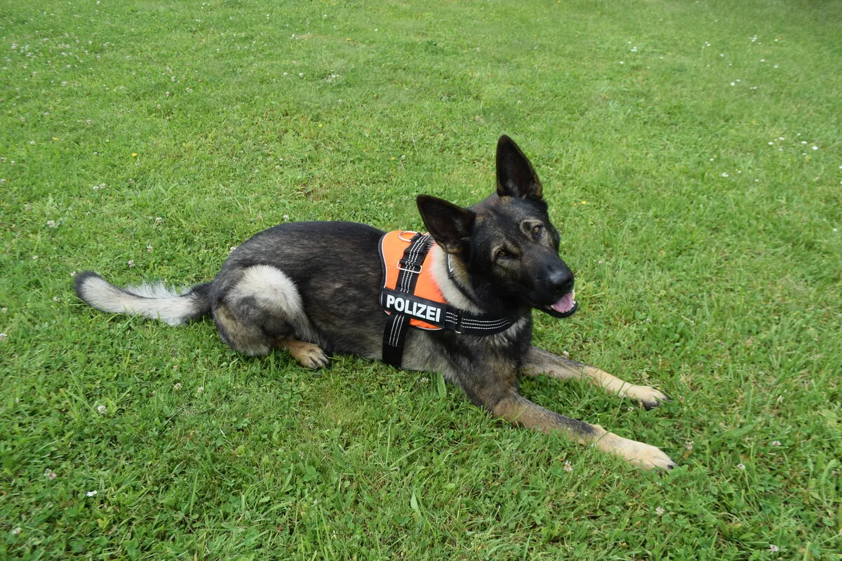 Meggen LU - Zwei Polizeihunde stellen Dieb 