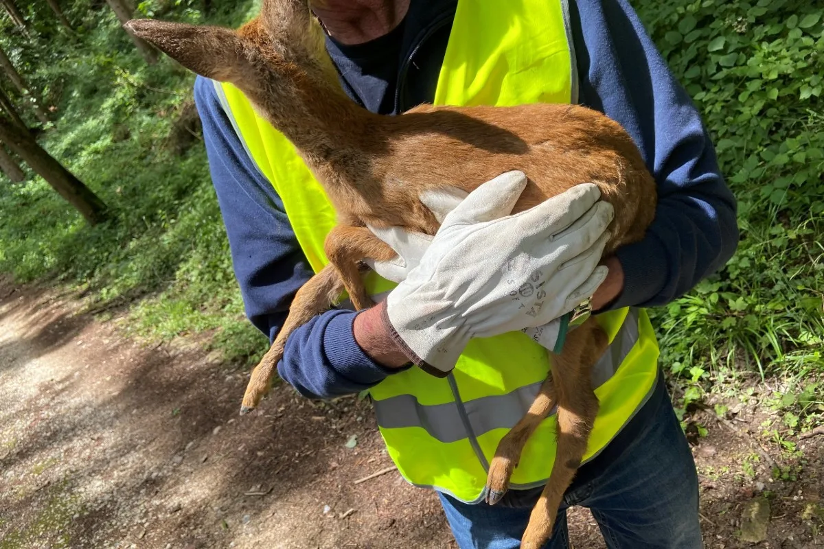 Zeugenaufruf aus Suhr AG - Hund jagt Rehkitz