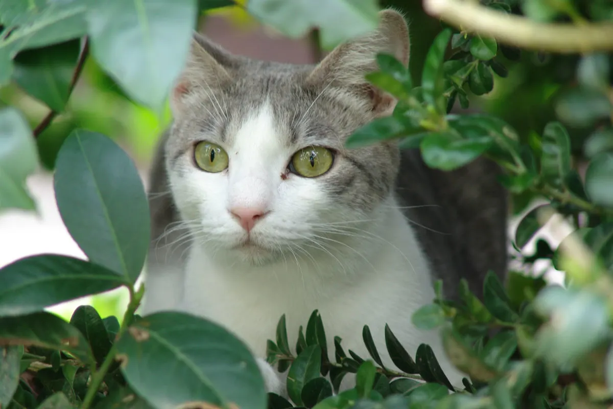 Lähden - Katze mit Luftgewehr beschossen - tot!