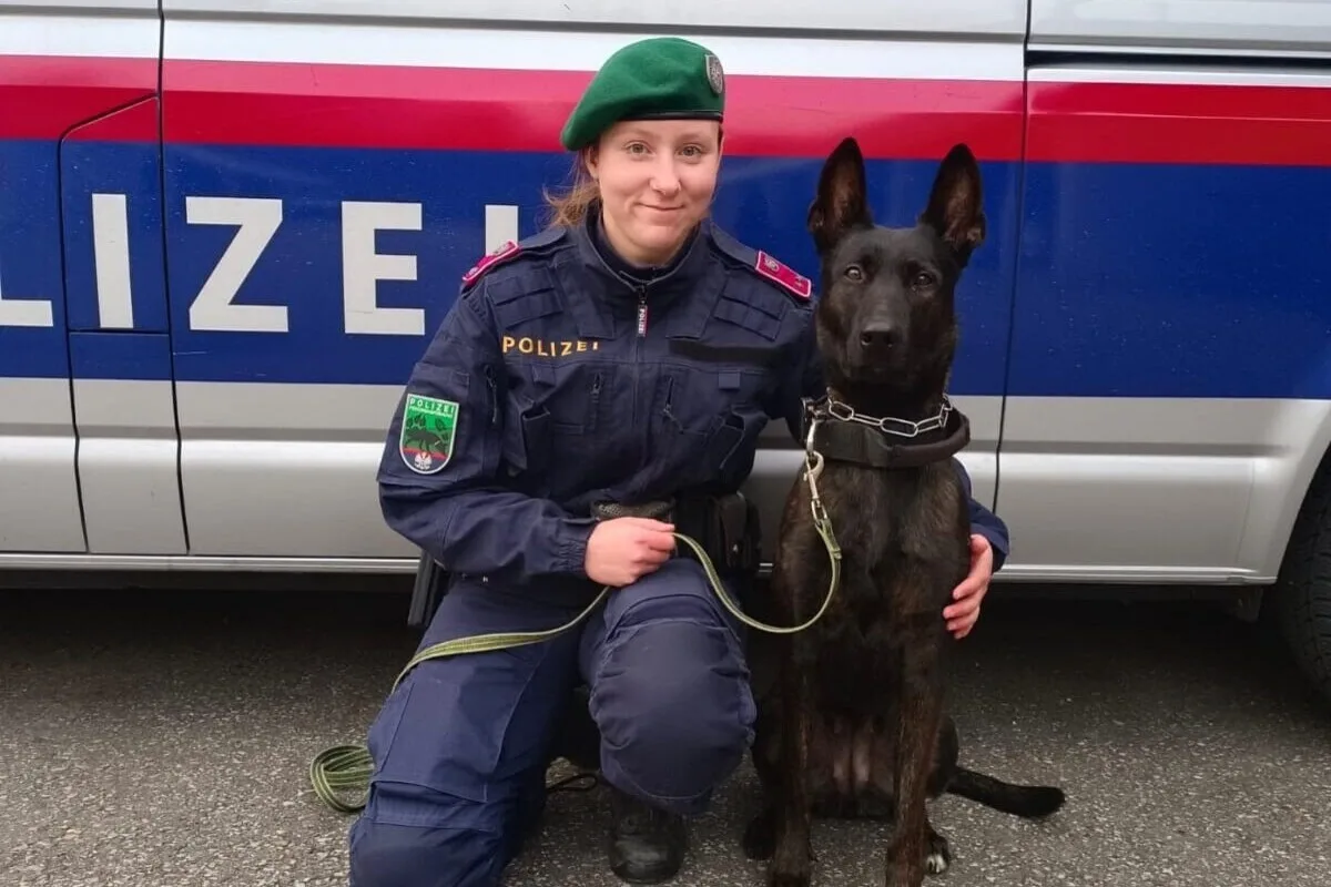 Klagenfurt - Polizeihündin „Oana“ hilft einen durch Stichwunden verletzten Mann zu finden 