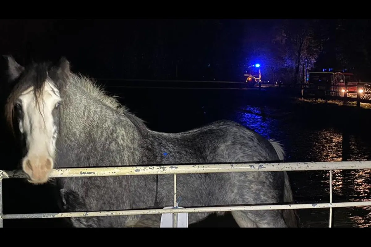Tierischer Einsatz in Velbert – Nächtliche Begegnung mit einem ausgebüxten Pferd