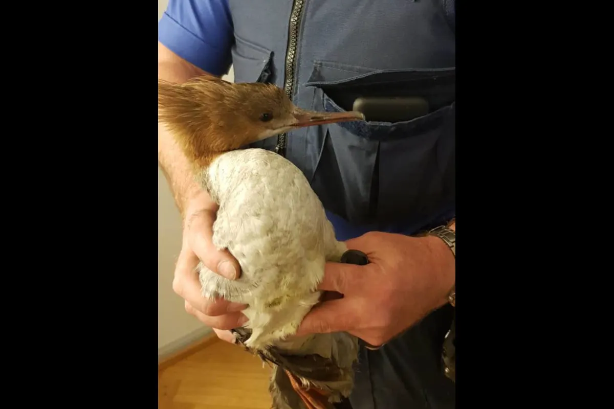 Stadt BS - Jungvogel aus Kaminrohr befreit