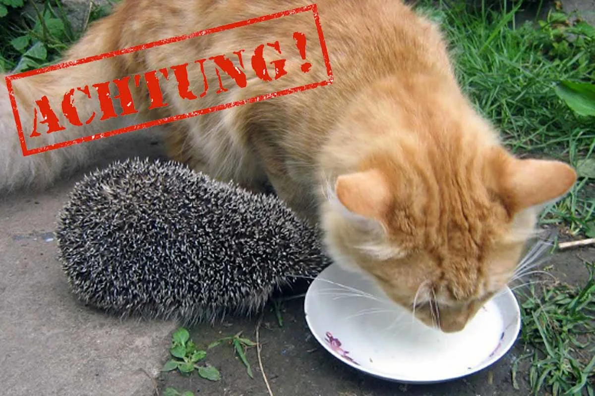 Schwülper - Mehrere Katzen und Igel vergiftet