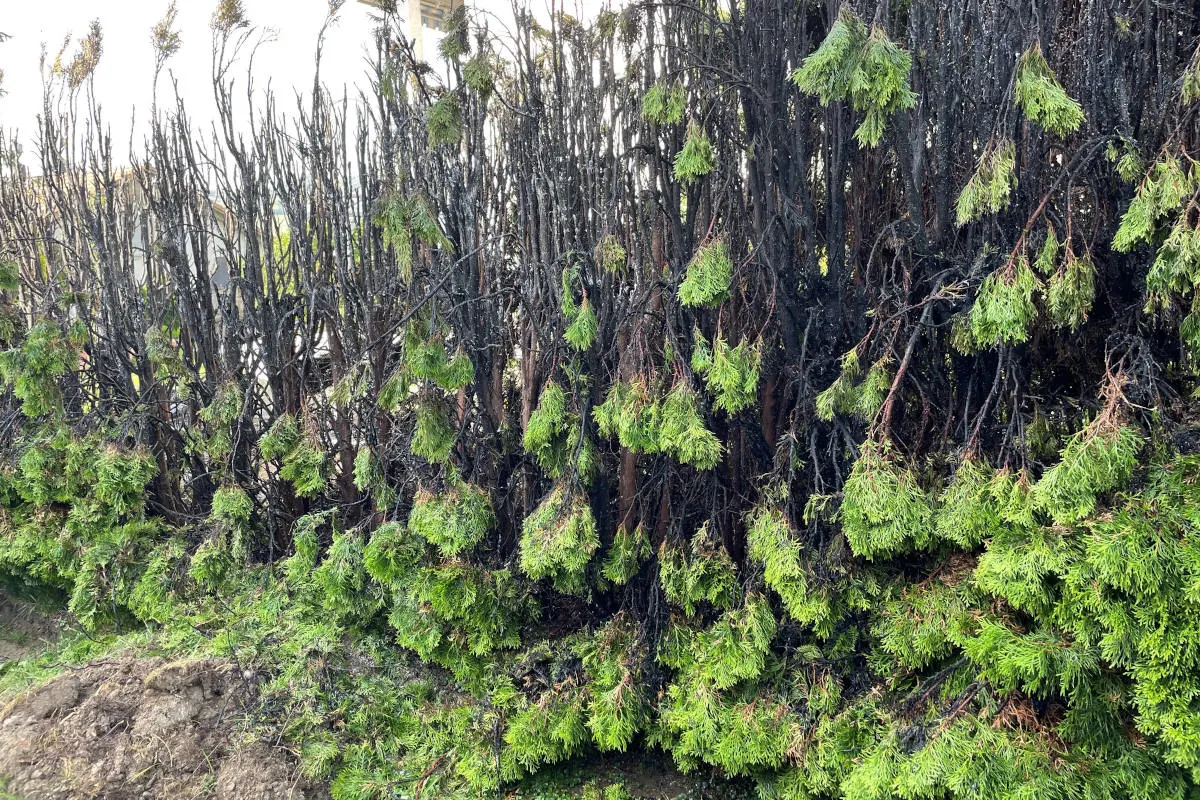 Wängi TG – Hecke in Brand geraten