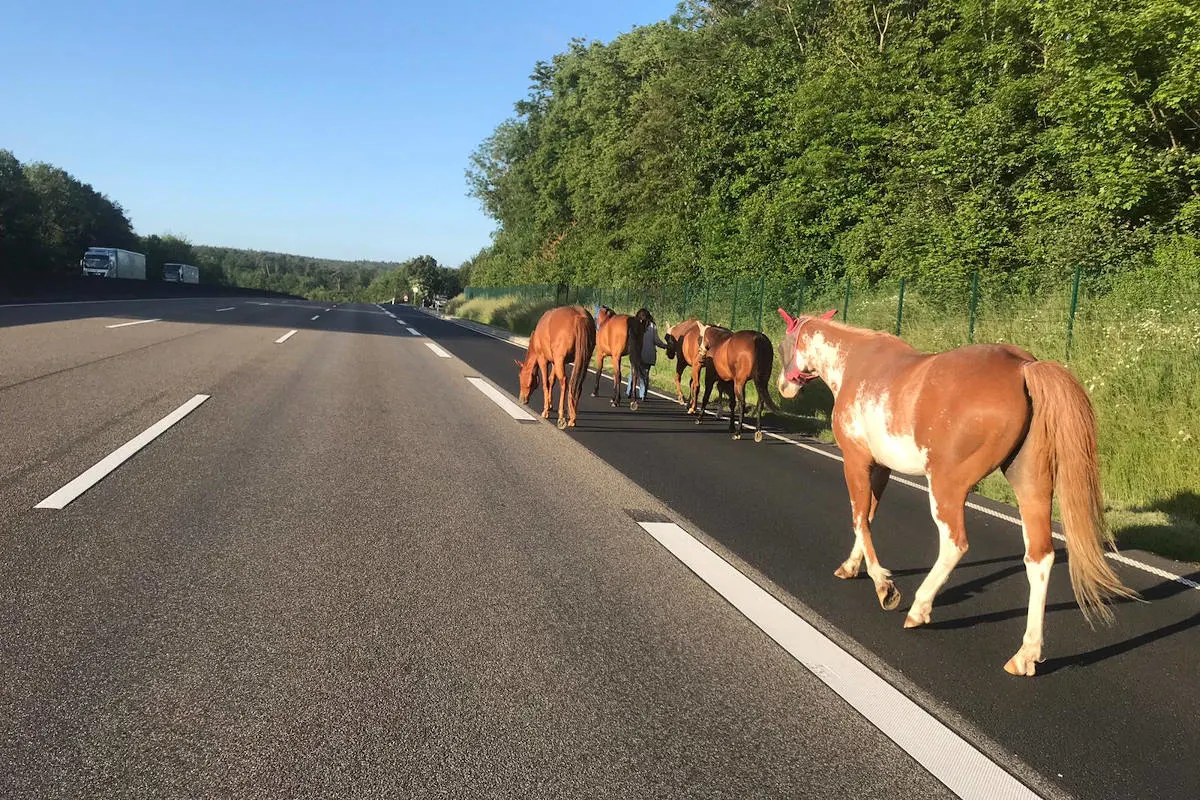 A7 Guxhagen – Ausgebüxte Pferde auf der Autobahn unterwegs