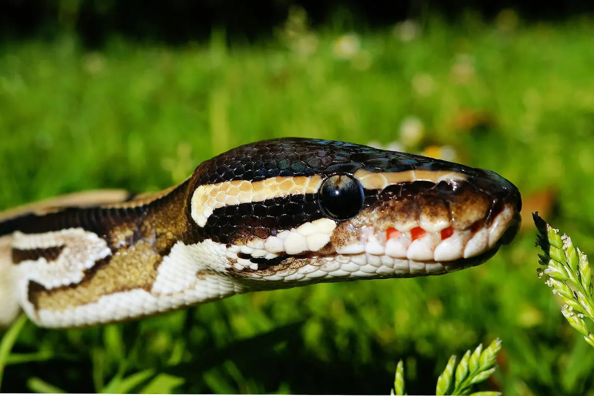Bezirk Villach - Tierquäler gefasst der Königspythons aussetzte