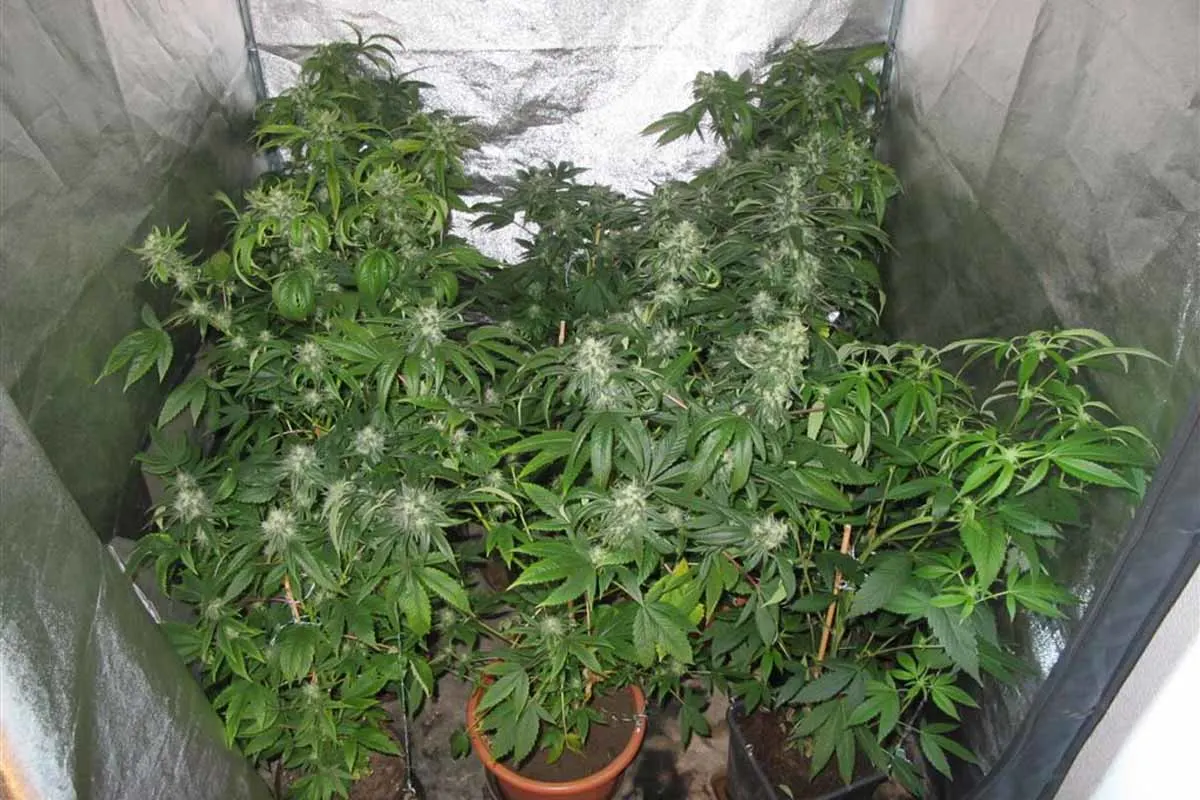 Ohne Führerschein, dafür mit Canabis in Zell - 62-Jähriger Fahrer baut Cannabis an