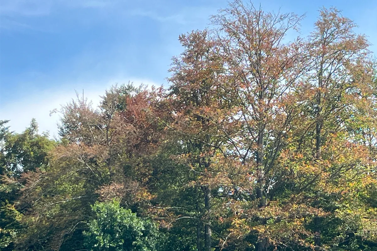 Einige Bäume mit buntem Herbstlaub stehen unter einem klaren blauen Himmel. Das Bild zeigt eine ruhige Naturlandschaft.