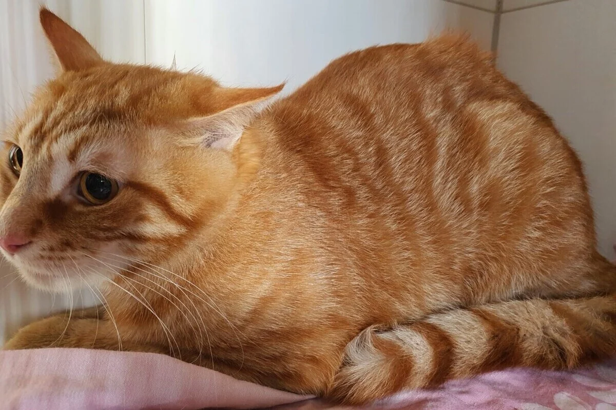 Eckernförde - Katze ausgesetzt - Polizei sucht Zeugen  