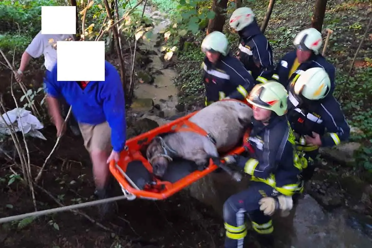 Behamberg - Feuerwehr retten Pony