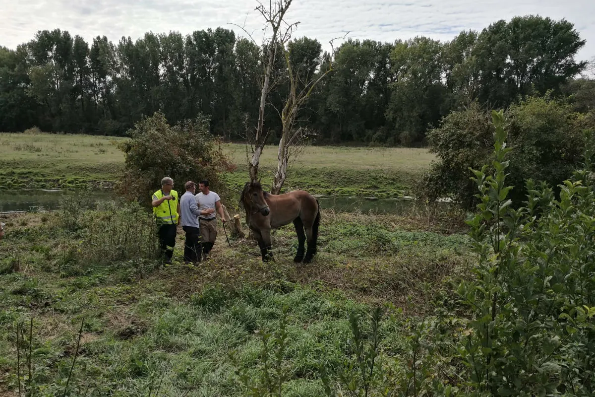 Pferd aus dem Fluss gerettet