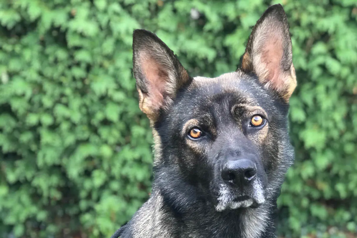 Essen - Zollhund "Finch" verhindert Opiumschmuggel - Zollfahndung stellt fast 30 kg Opium und knapp 10.000 Euro 
