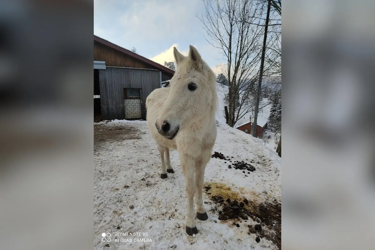 Waldenburg BL – Pferd von Weide gestohlen