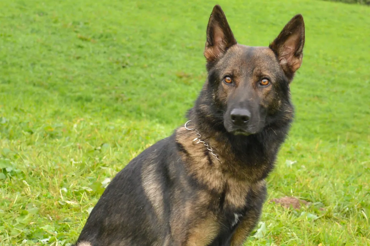 Stadt Luzern LU - Polizeihund Quando stellt flüchtigen Mann