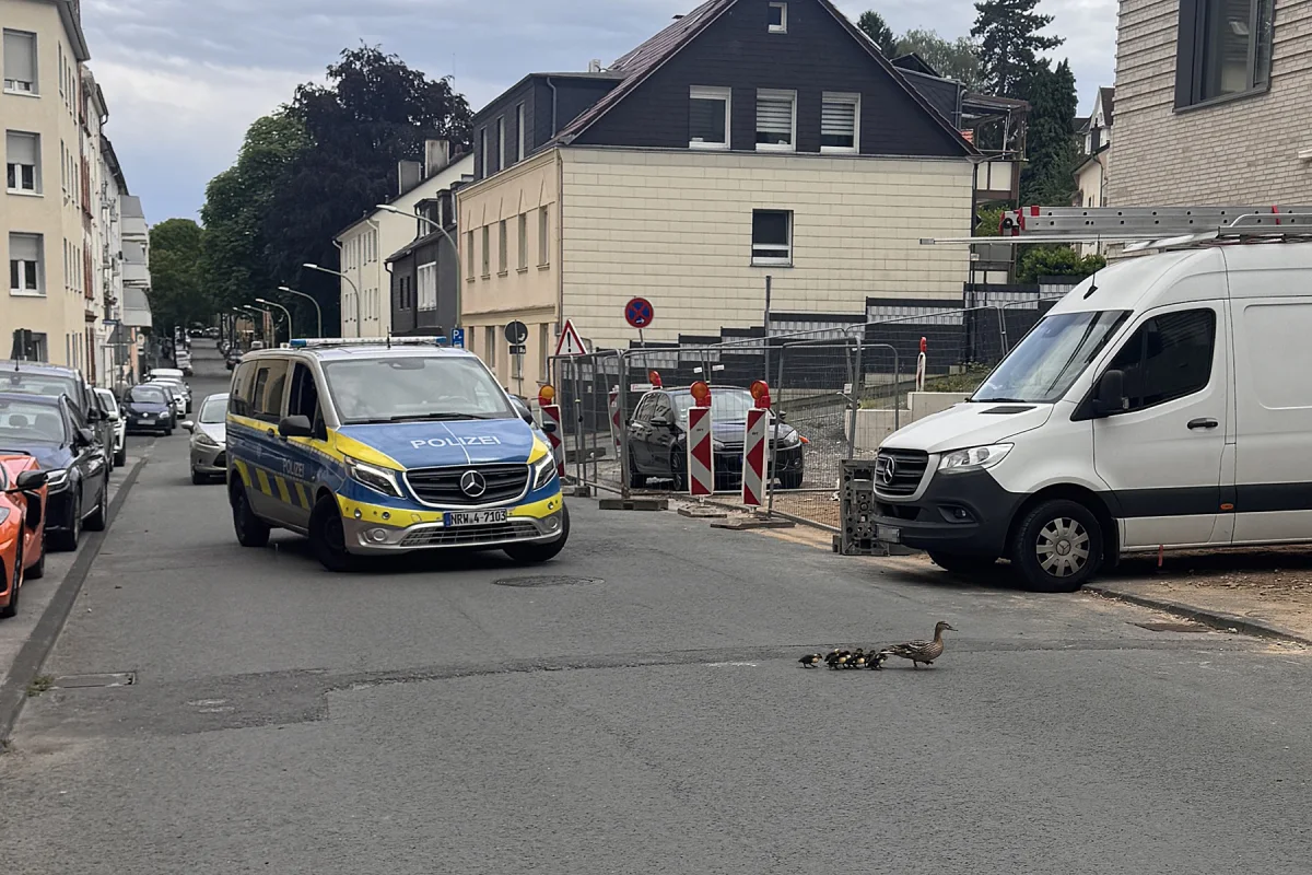 Eine Entenfamilie mit mehreren Küken überquert eine Straße, während ein Polizeiwagen angehalten hat, um ihnen den Weg zu ermöglichen.