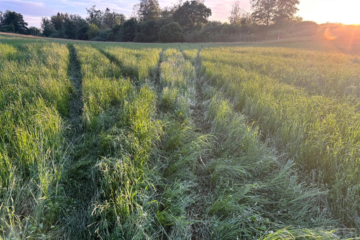 Fahrspuren im hohen Gras eines ruhigen Feldes, beleuchtet vom sanften Licht des Sonnenuntergangs, mit Bäumen im Hintergrund.