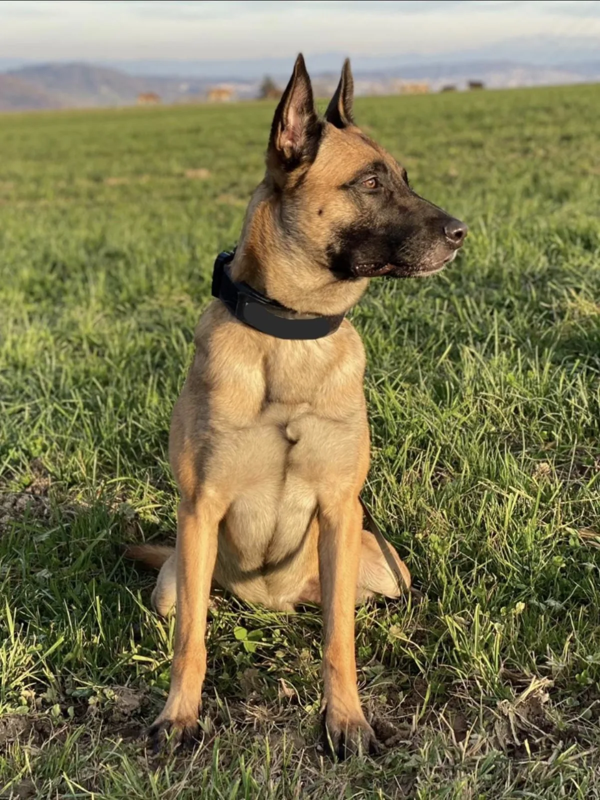Ein belgischer Schäferhund sitzt auf einer grünen Wiese und blickt aufmerksam seitlich in die Ferne.