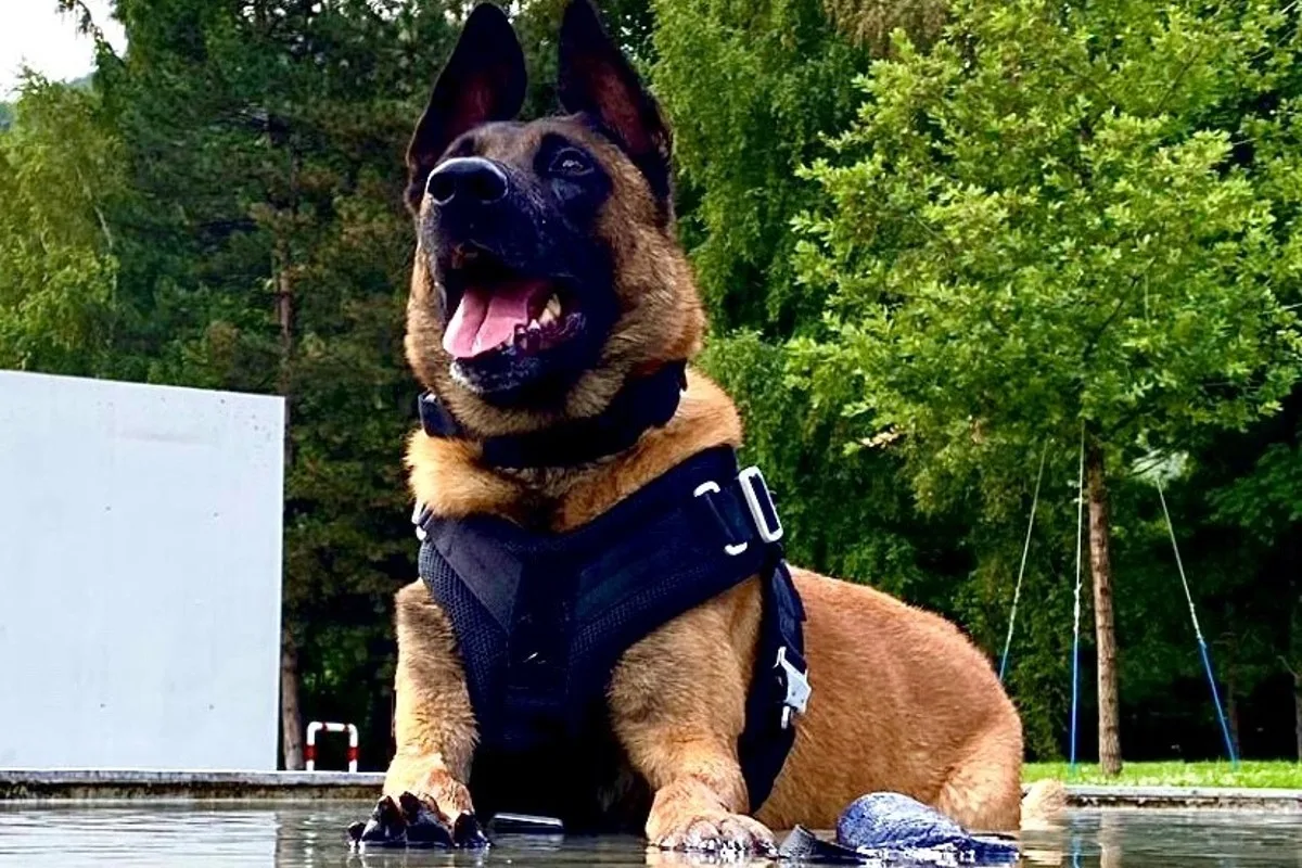 Troistorrents VS - Polizeihund findet Vermissten