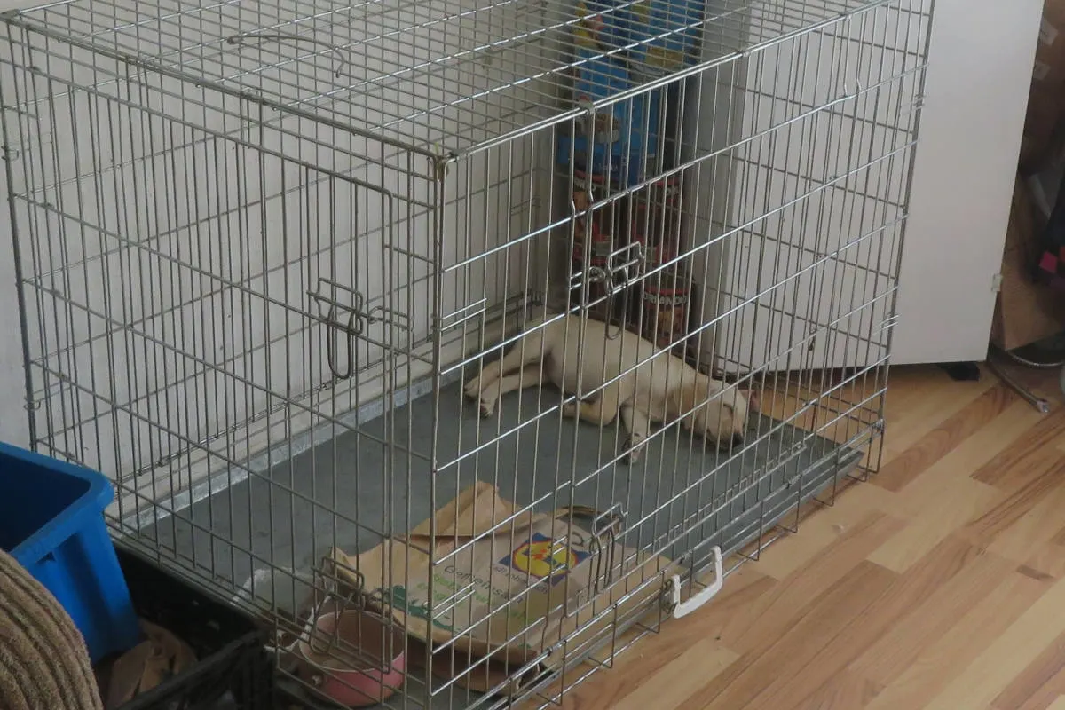 Nicht artgerechte Hundehaltung