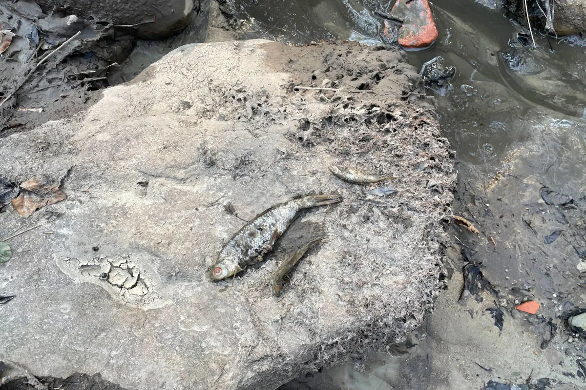 Roggwil TG – Tausende Fische verendet