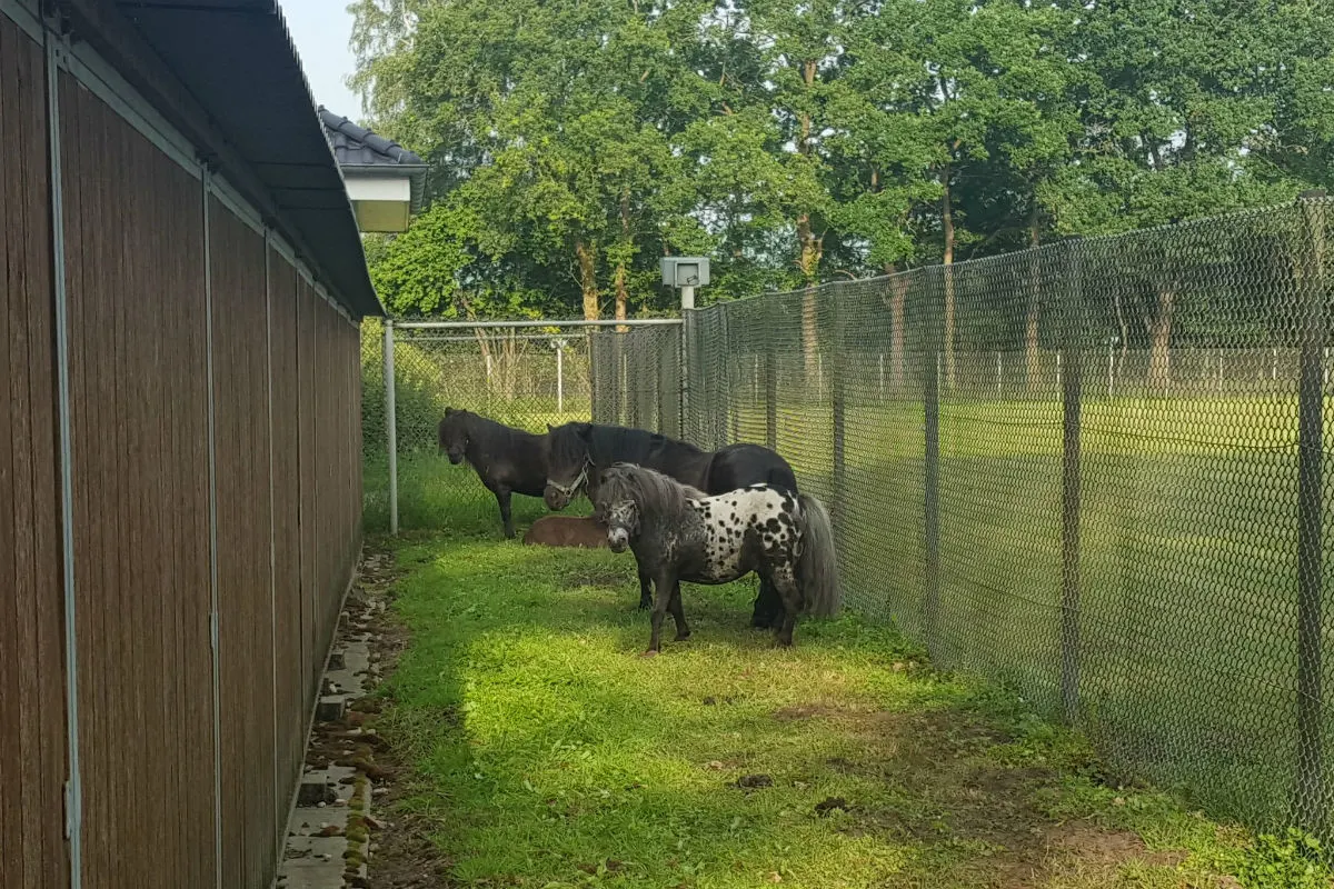 Alpakas und Ponys in Transporter und Pferdeanhänger festgestellt