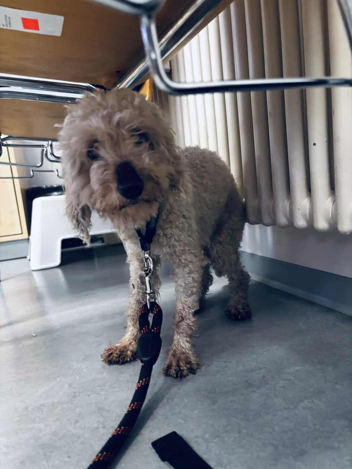 Ein kleiner, gelockter Hund ist unter einem Tisch zu sehen, gesichert mit einer Leine, die am Tisch befestigt ist.