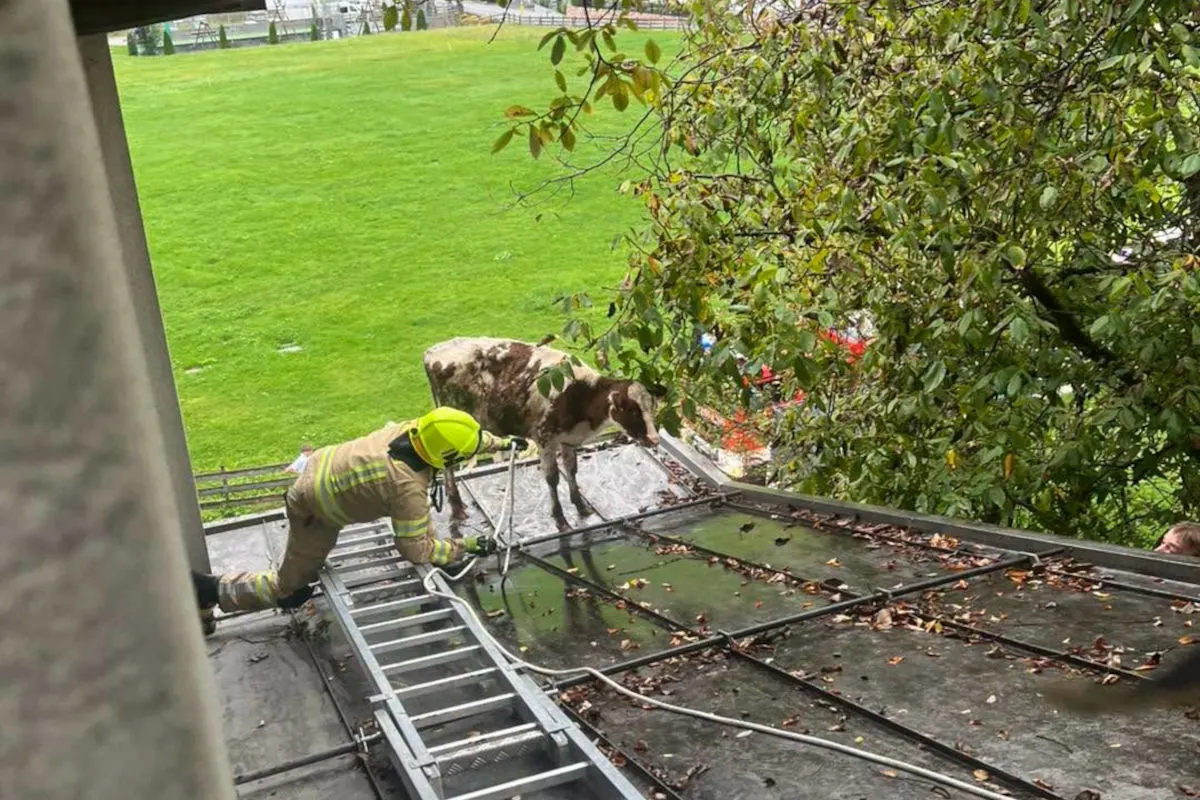 Ein Feuerwehrmann in voller Ausrüstung kniet auf einem Dach neben einer Kuh, die er mit einem Seil sichert. Das Dach ist von Bäumen umgeben und im Hintergrund ist eine grüne Wiese sichtbar.