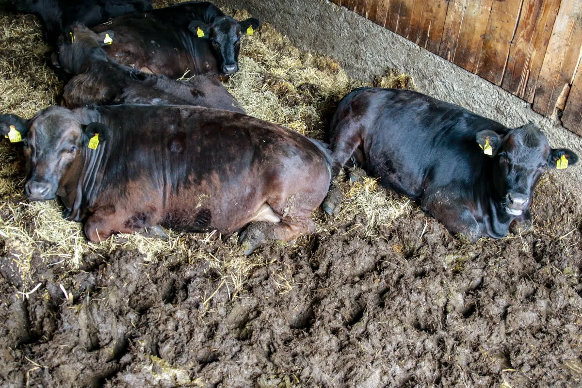 Betrieb wegen Tierquälerei bei Mutterkühen angezeigt