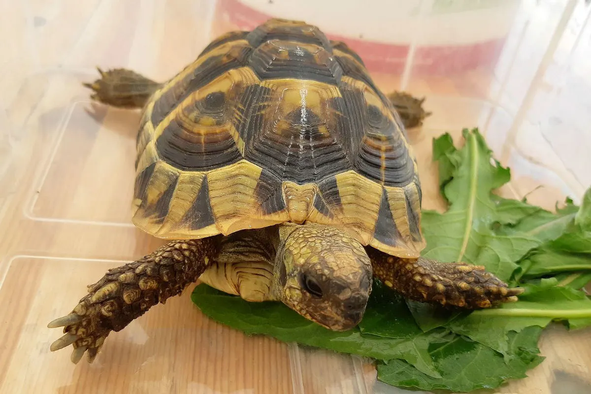 Schildkröte im Handschuhfach entdeckt