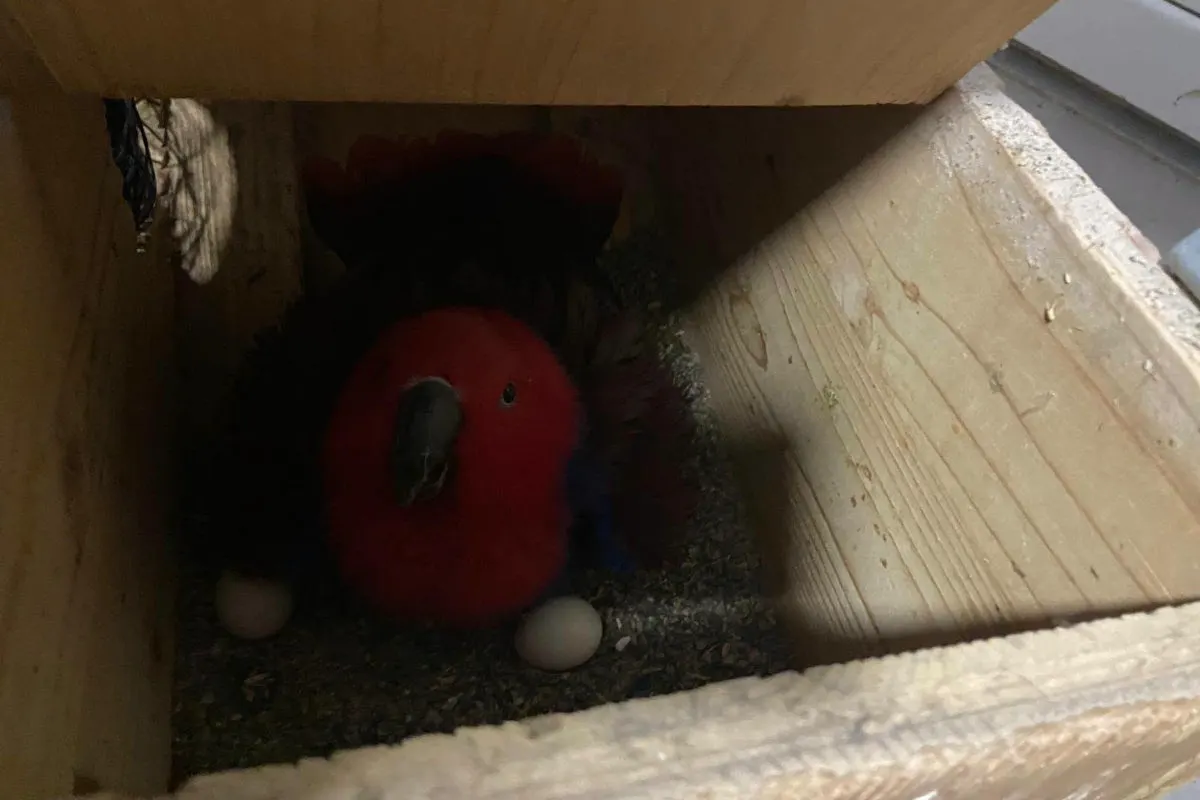 Ein Papagei mit leuchtend roten Federn sitzt in einer Holzkiste. Neben ihm befinden sich zwei Eier auf dem Boden.
