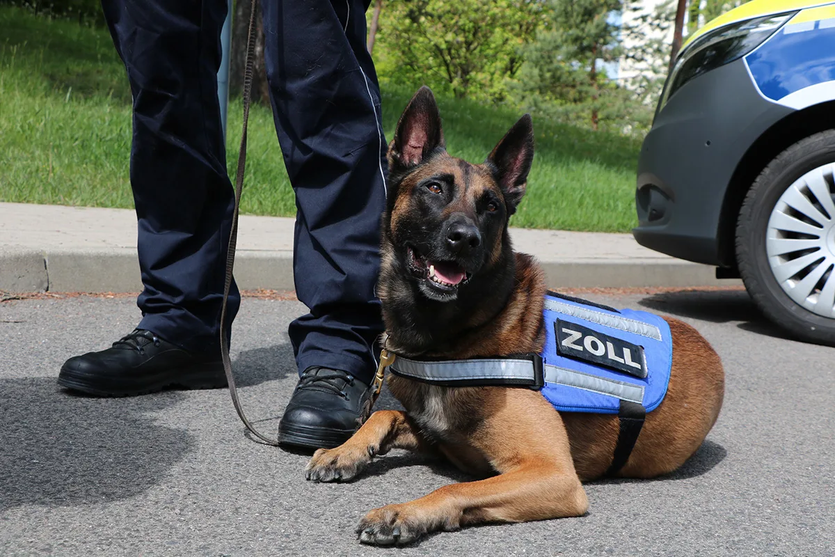 Ein Zollhund mit einer blauen Weste liegt auf Asphalt. Neben ihm steht eine Person in Uniform und ein Polizeifahrzeug ist zu sehen.