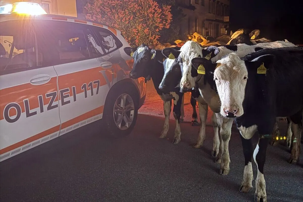 Ein Polizeiauto mit der Aufschrift 'Polizei 117' steht neben mehreren Kühen auf einer Straße bei Nacht. Das Auto leuchtet orange und weiß und ist gut beleuchtet.