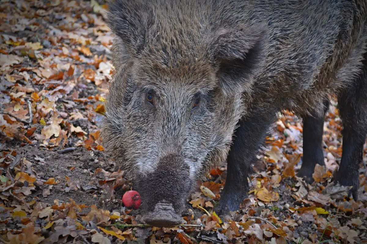 Wiesendangen ZH - Auto kollidiert mit mehreren Wildschweinen