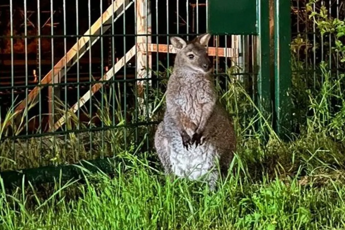 Känguru spaziert durch Erfurt