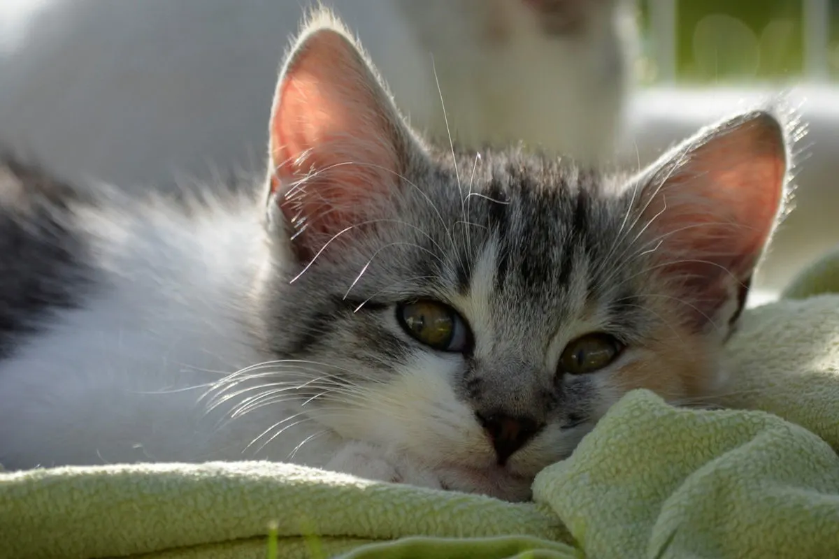 Tierquälerei in Klagenfurt Ktn. – Katze an Tierrettung übergeben