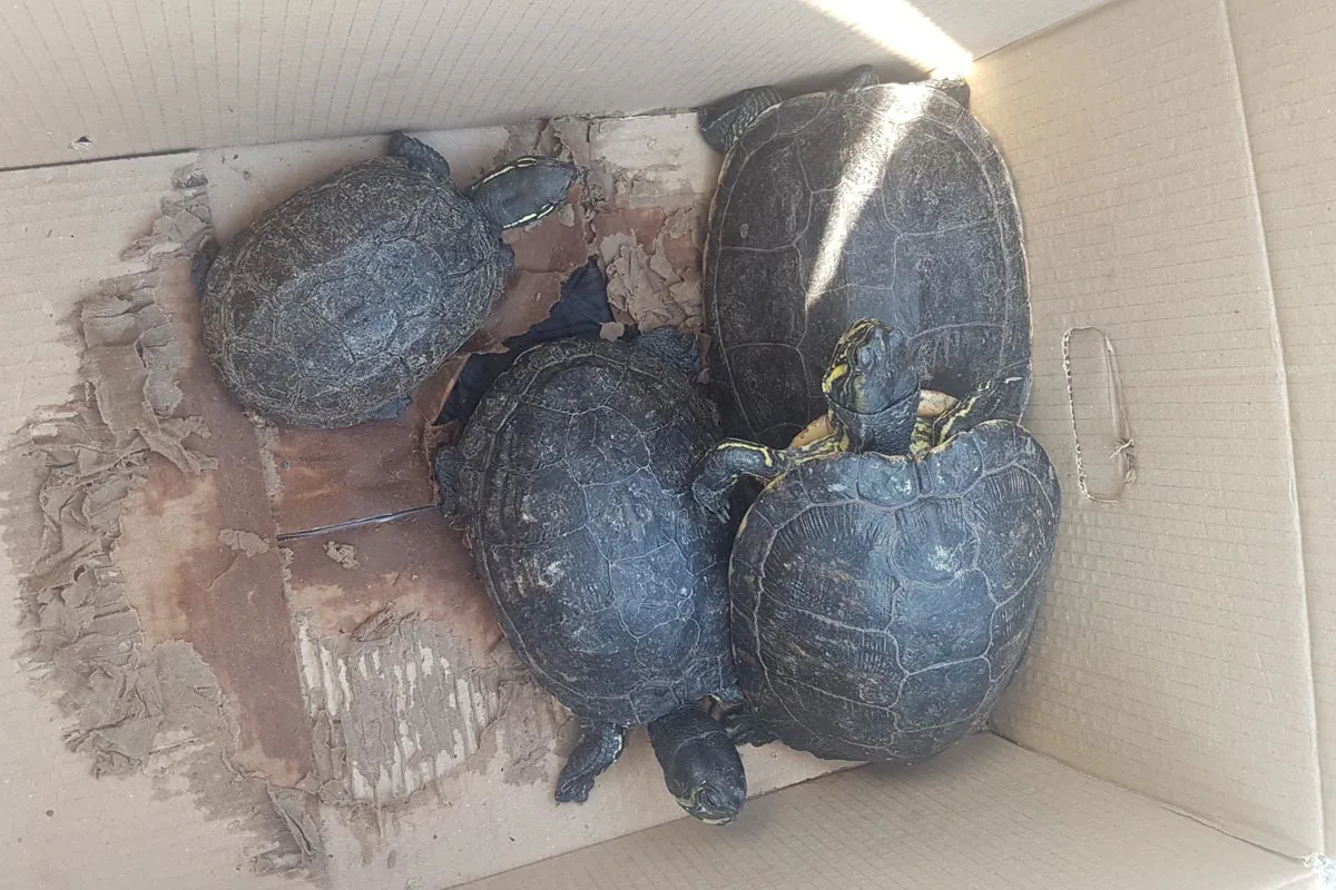 Nienburg/Stöckse - Unbekannter setzt vier Schildkröten am Stöckser See aus