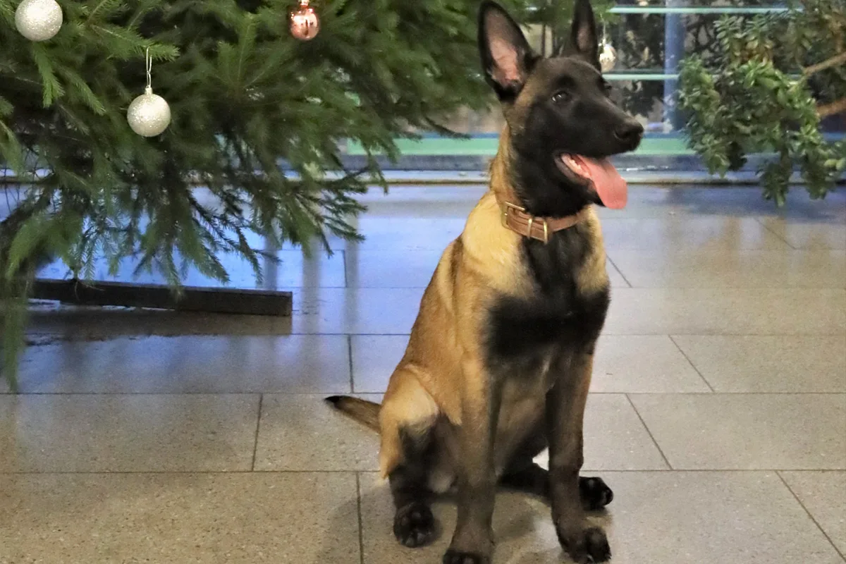 Viersen – Hündin „Mila“ verstärkt Diensthundestaffel