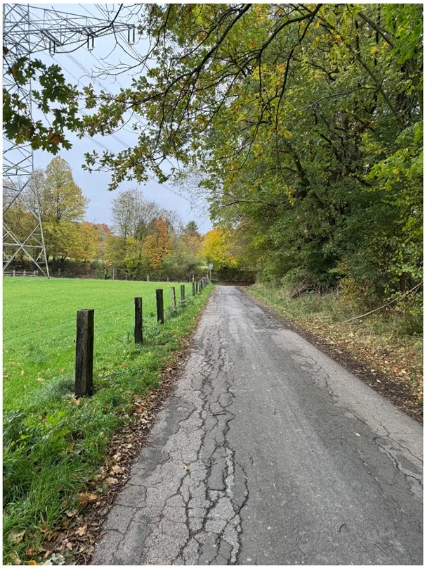 Ein schmaler, rissiger Weg verläuft durch eine herbstliche Landschaft mit bunten Bäumen und Strommast im Hintergrund.