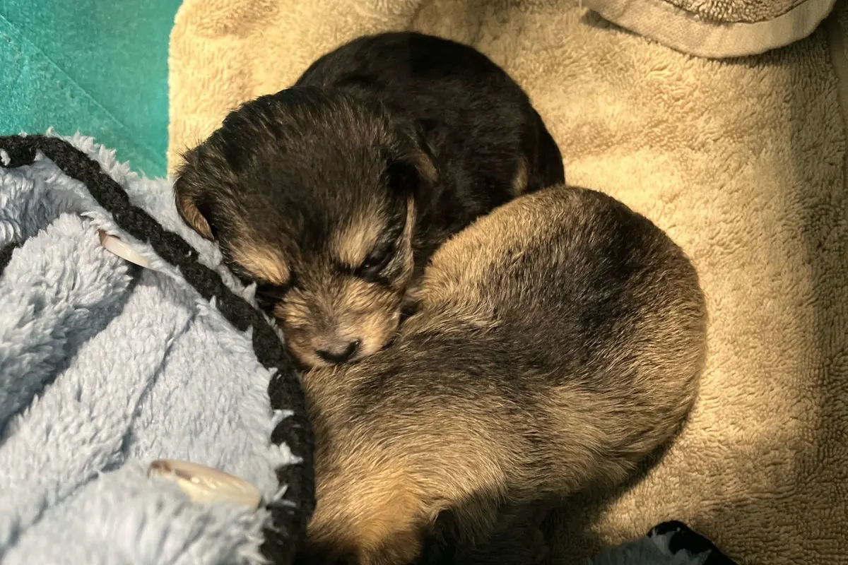 Zwei kleine, flauschige Welpen liegen eng aneinander gekuschelt auf einer weichen, beige Decke. Einer der Welpen ist teilweise von einer blauen Decke bedeckt.
