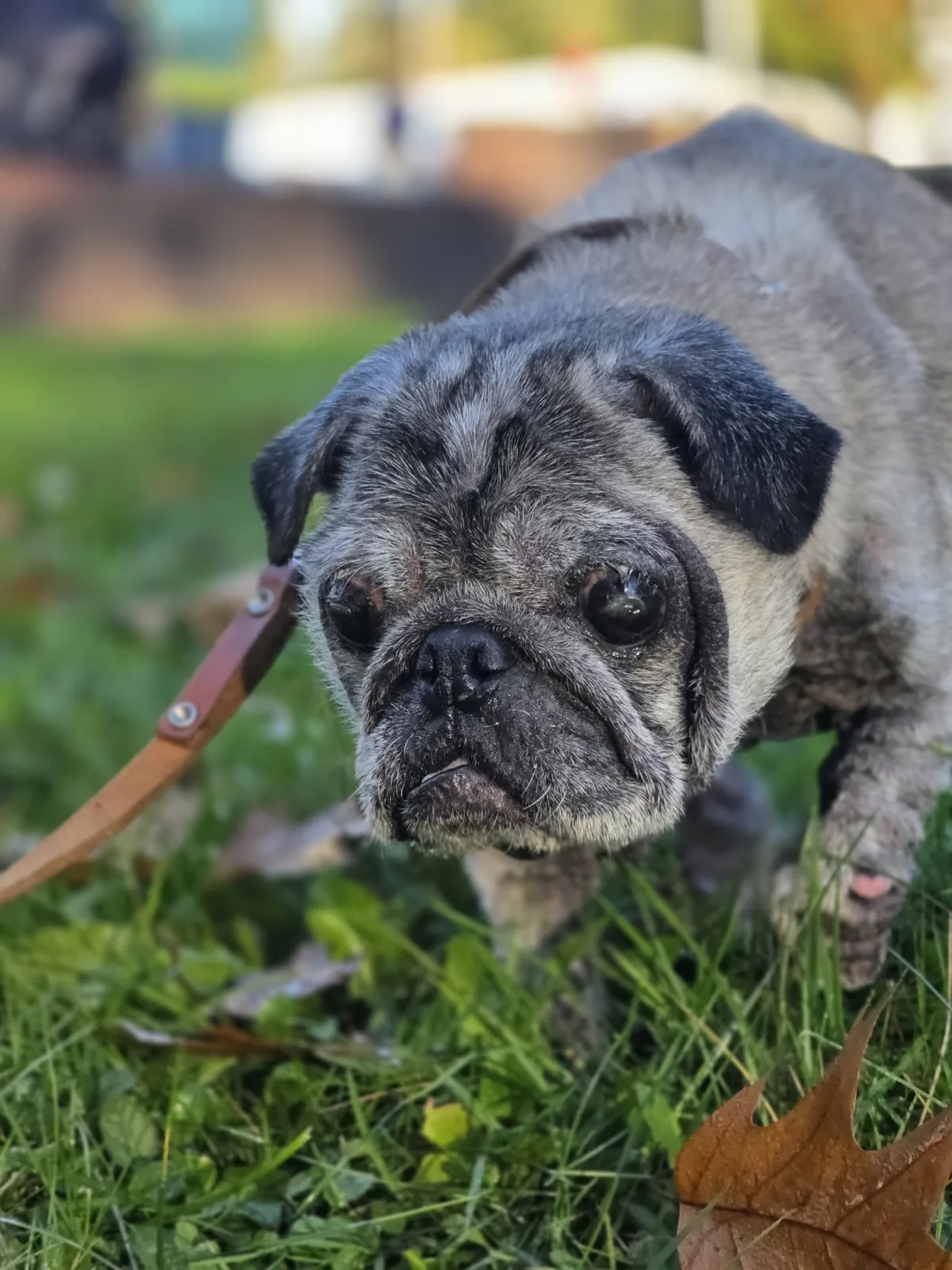 Ein älterer, grauhaariger Hund steht auf einer Wiese und schaut in die Kamera. Im Hintergrund ist unscharf ein Park zu erkennen.