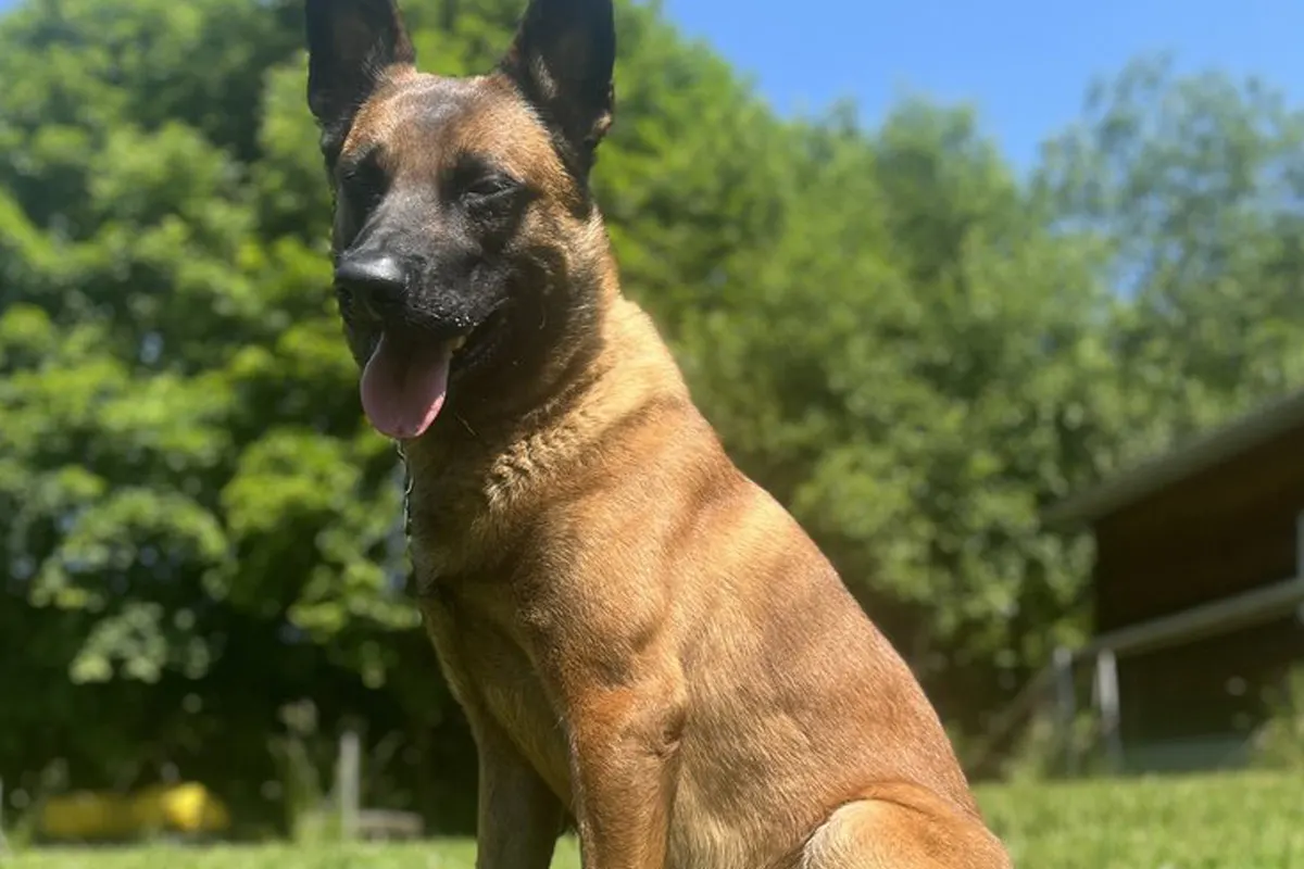 Ein belgischer Schäferhund sitzt auf einer Wiese, umgeben von Bäumen unter einem klaren blauen Himmel. Im Hintergrund ist ein Gebäudeteil sichtbar.